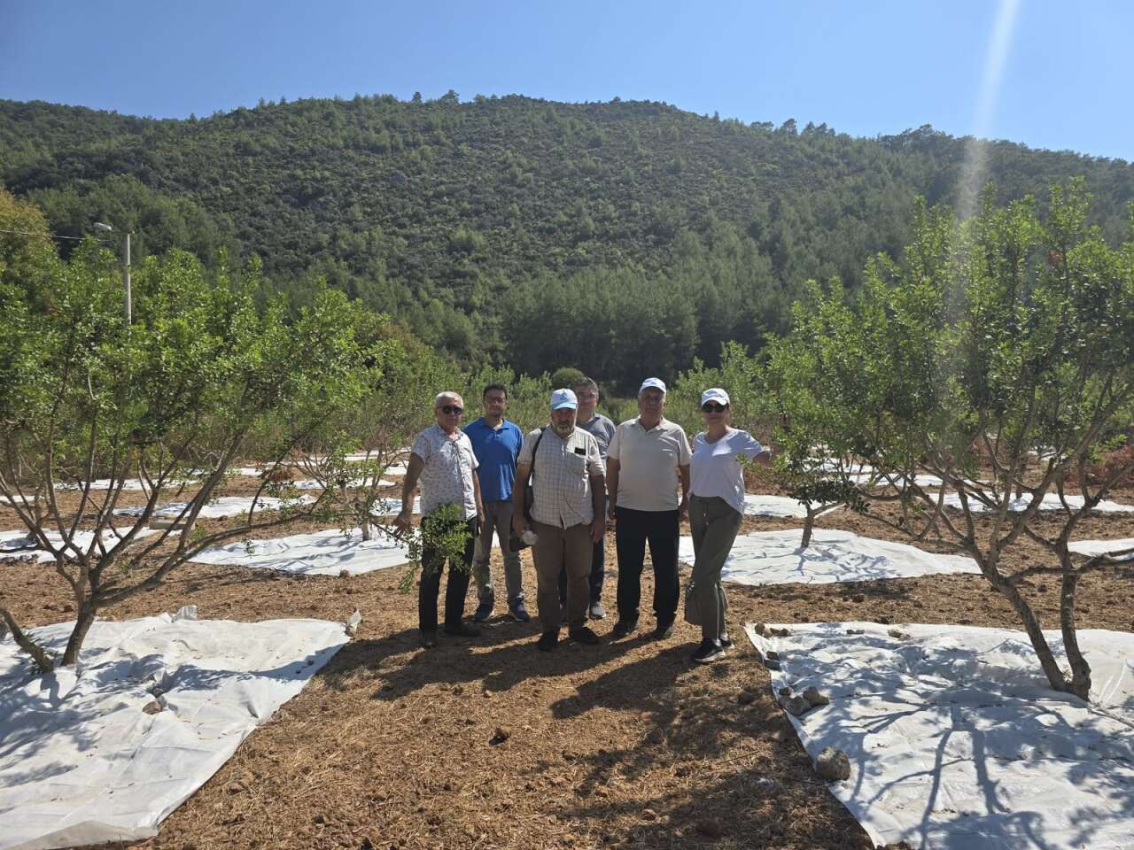 Muğla’da 11 Yıllık Bekleyiş Sona Erdi: Sakız Hasadı Başladı 1